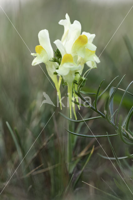 Vlasbekje (Linaria vulgaris)