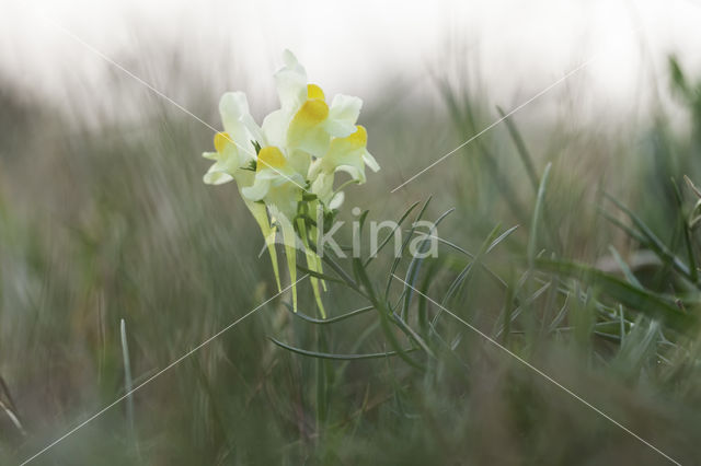 Vlasbekje (Linaria vulgaris)