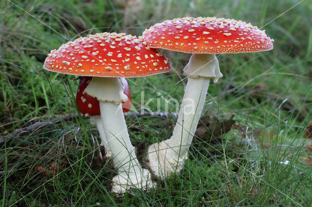 Fly agaric (Amanita muscaria)