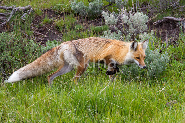 Fox (Vulpes vulpes)