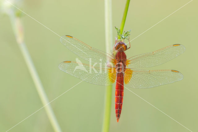 Vuurlibel (Crocothemis erythraea)