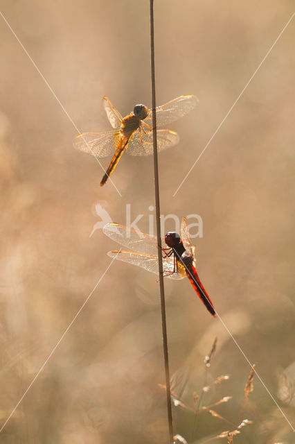 Vuurlibel (Crocothemis erythraea)