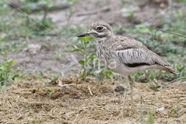 Waterthick-knee (Burhinus vermiculatus)