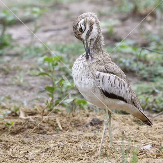 Waterthick-knee (Burhinus vermiculatus)