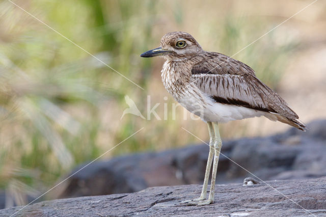 Waterthick-knee (Burhinus vermiculatus)