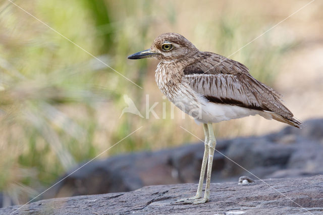 Waterthick-knee (Burhinus vermiculatus)