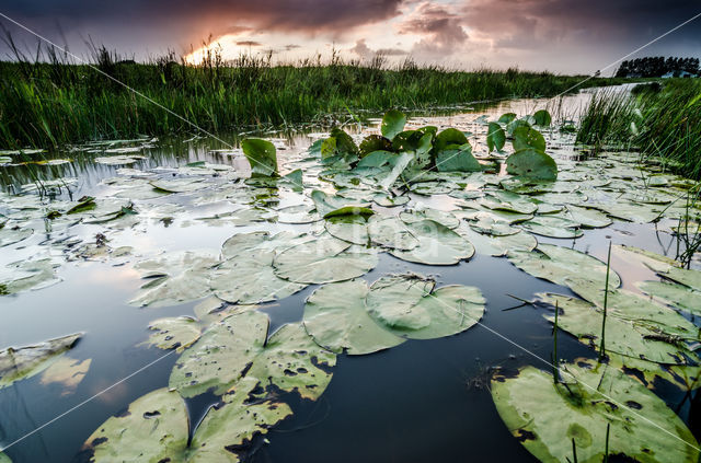 Waterlelie (Nymphaea blanda)