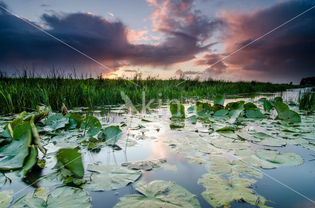 Waterlelie (Nymphaea blanda)