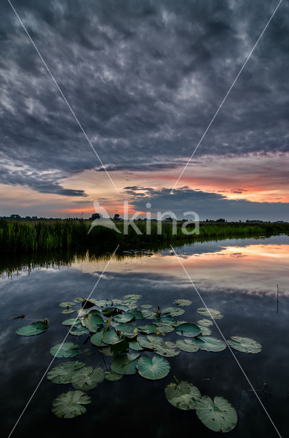 waterlily (Nymphaea blanda)