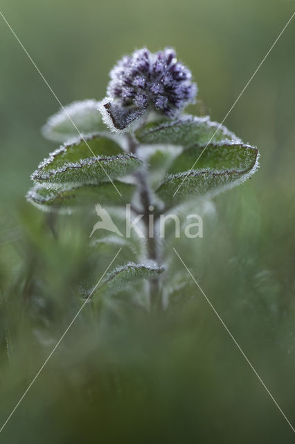 Watermunt (Mentha aquatica)