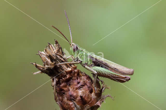 Weidesprinkhaan (Chorthippus dorsatus)