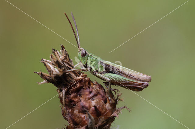Weidesprinkhaan (Chorthippus dorsatus)