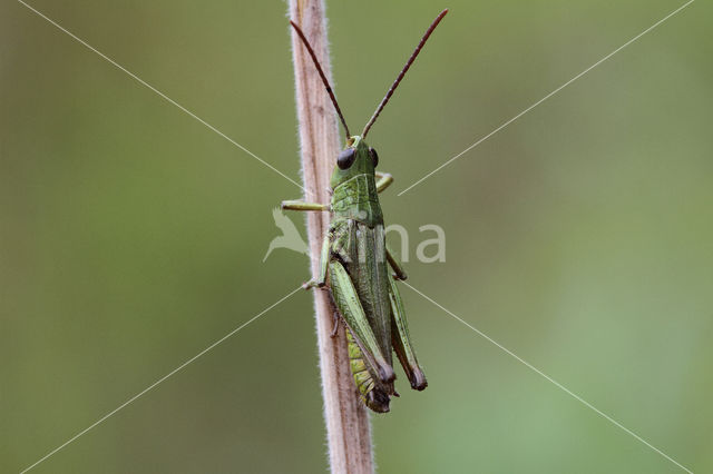 Weidesprinkhaan (Chorthippus dorsatus)