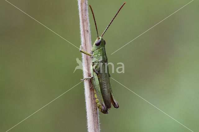 Steppe Grasshopper (Chorthippus dorsatus)