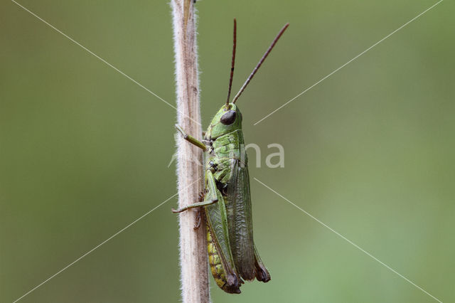 Weidesprinkhaan (Chorthippus dorsatus)
