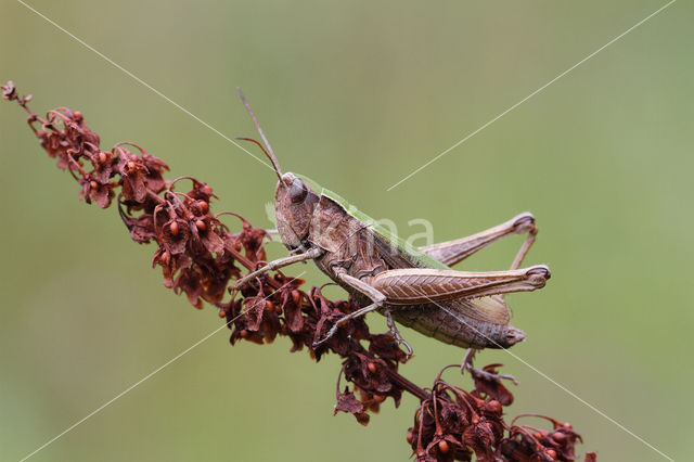 Steppe Grasshopper (Chorthippus dorsatus)