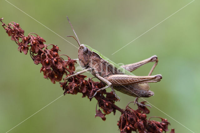 Steppe Grasshopper (Chorthippus dorsatus)
