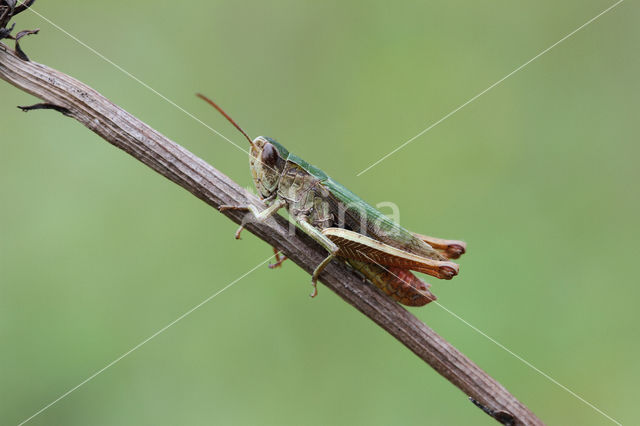 Steppe Grasshopper (Chorthippus dorsatus)