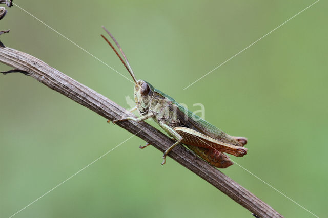 Steppe Grasshopper (Chorthippus dorsatus)