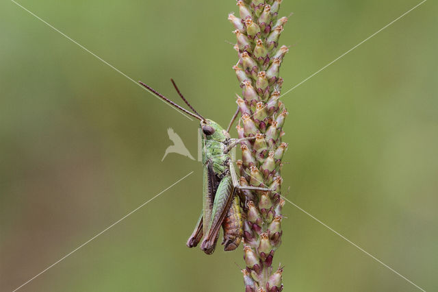 Weidesprinkhaan (Chorthippus dorsatus)