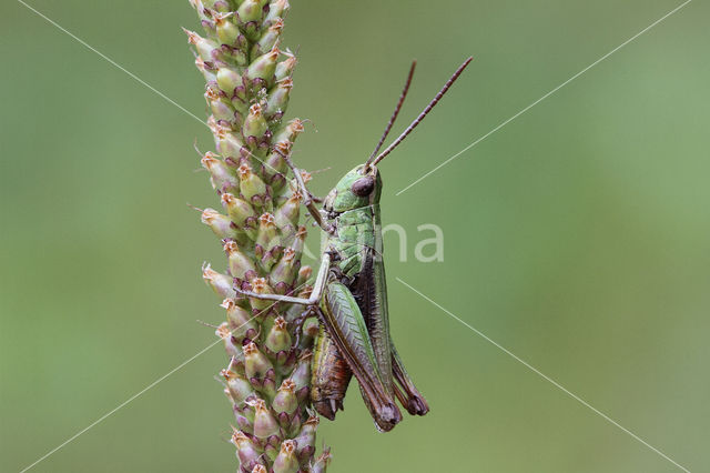 Weidesprinkhaan (Chorthippus dorsatus)