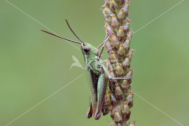 Steppe Grasshopper (Chorthippus dorsatus)