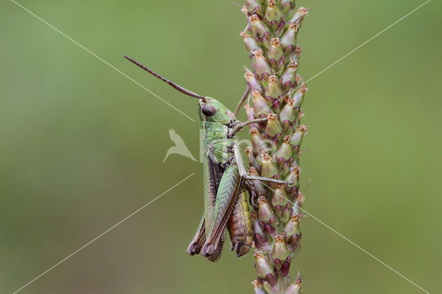 Steppe Grasshopper (Chorthippus dorsatus)