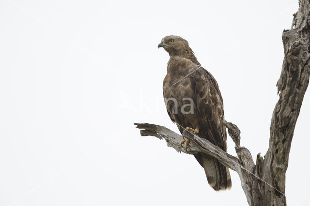 Honey Buzzard (Pernis apivorus)