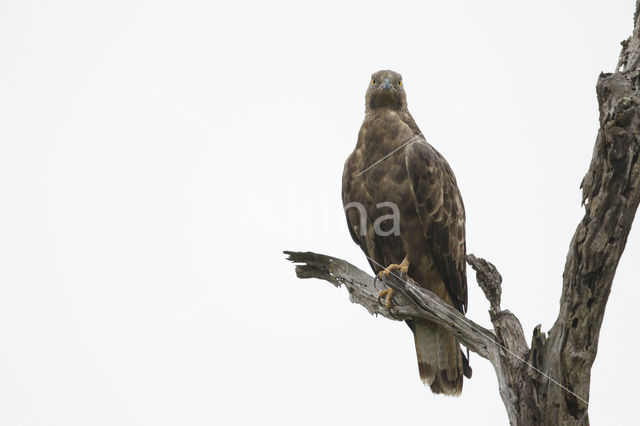 Honey Buzzard (Pernis apivorus)