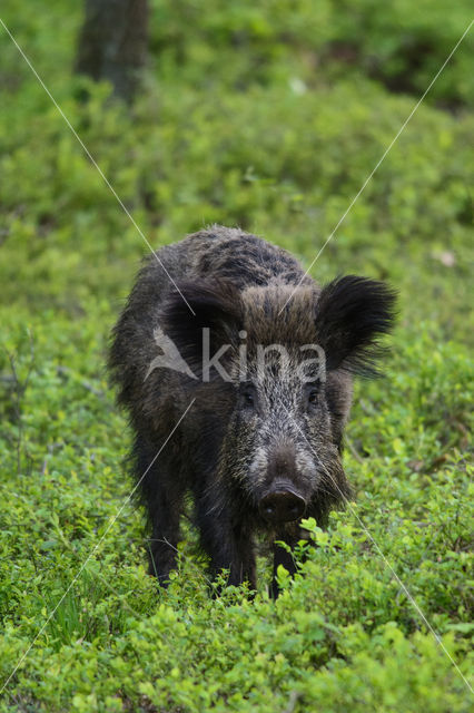 Wild Boar (Sus scrofa)