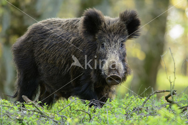 Wild Boar (Sus scrofa)