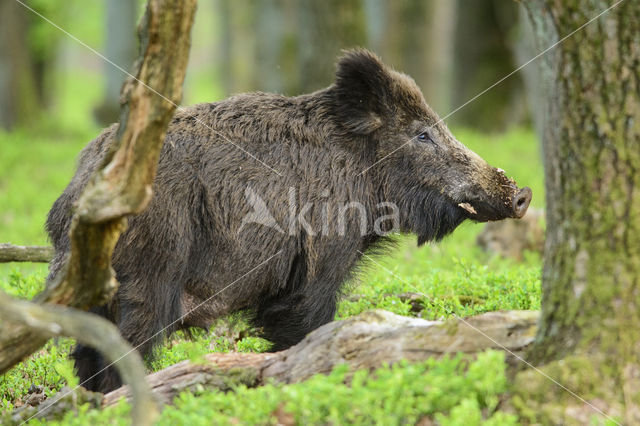 Wild Boar (Sus scrofa)