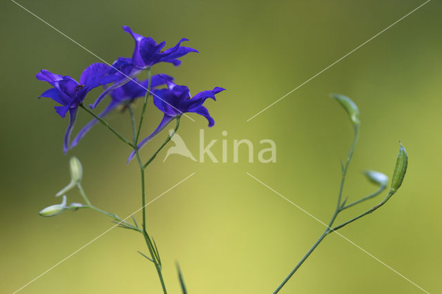 Forking Larkspur (Consolida regalis)