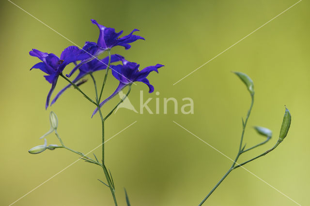 Forking Larkspur (Consolida regalis)