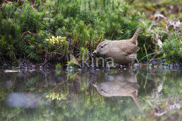 Winterkoning (Troglodytes troglodytes)