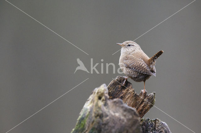 Wren (Troglodytes troglodytes)