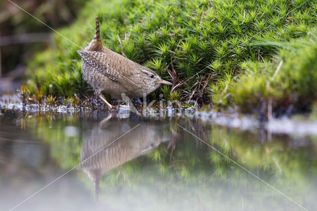 Winterkoning (Troglodytes troglodytes)