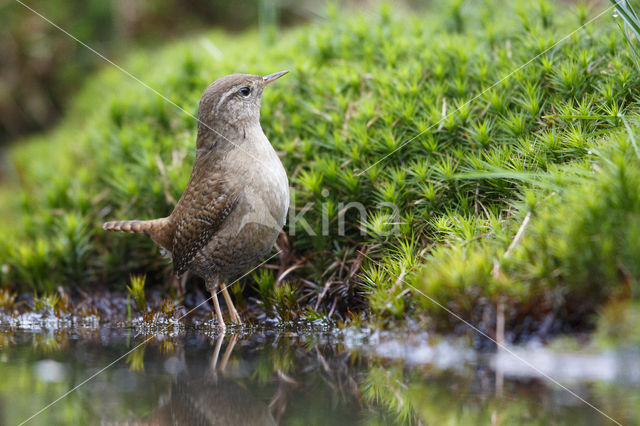 Winterkoning (Troglodytes troglodytes)