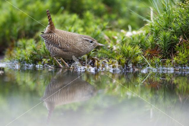 Winterkoning (Troglodytes troglodytes)