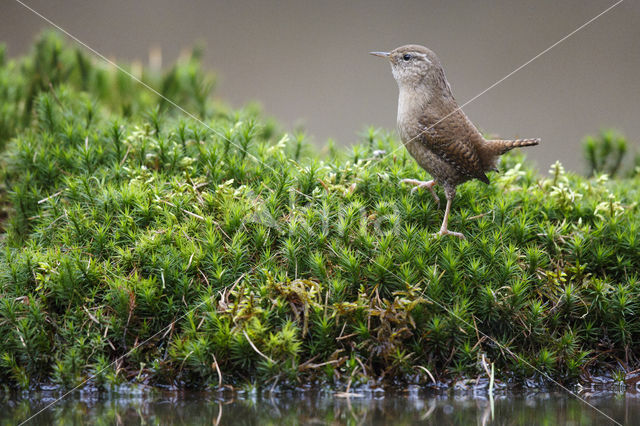 Winterkoning (Troglodytes troglodytes)