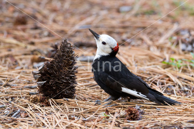 White-headed woodpecker (Leuconotopicus albolarvatus)