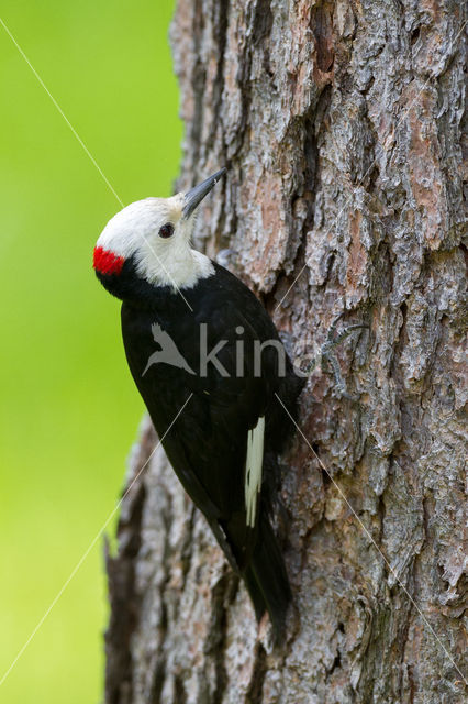 White-headed woodpecker (Leuconotopicus albolarvatus)