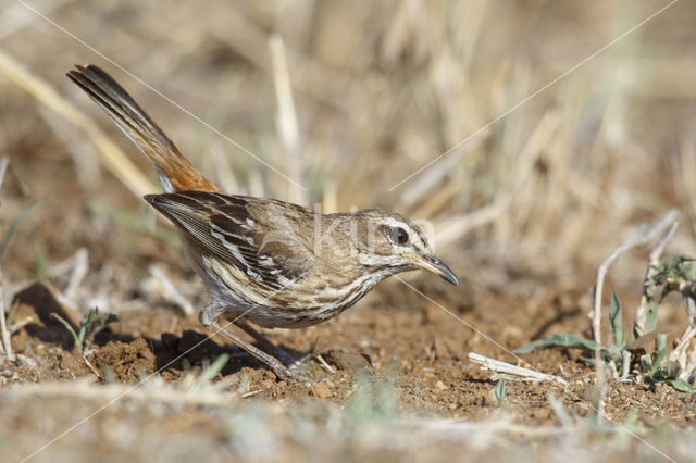 Witbrauwwaaierstaart (Erythropygia leucophrys)