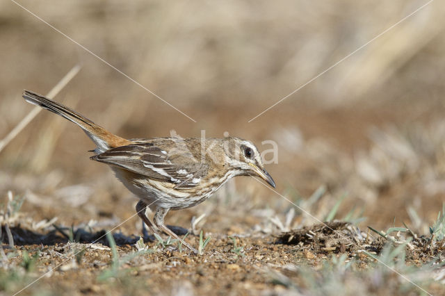 Witbrauwwaaierstaart (Erythropygia leucophrys)