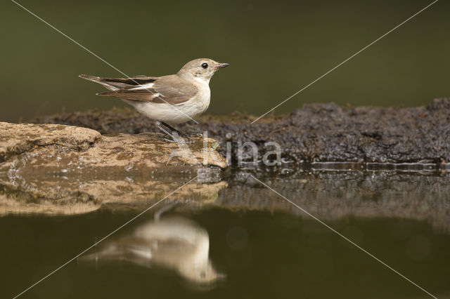 Withalsvliegenvanger (Ficedula albicollis)