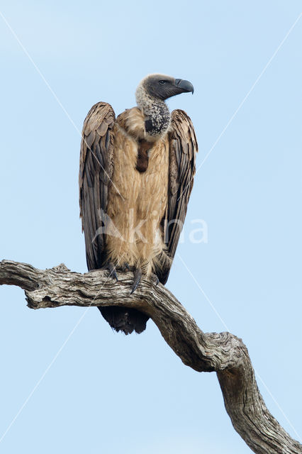 African white-backed vulture (Gyps africanus)