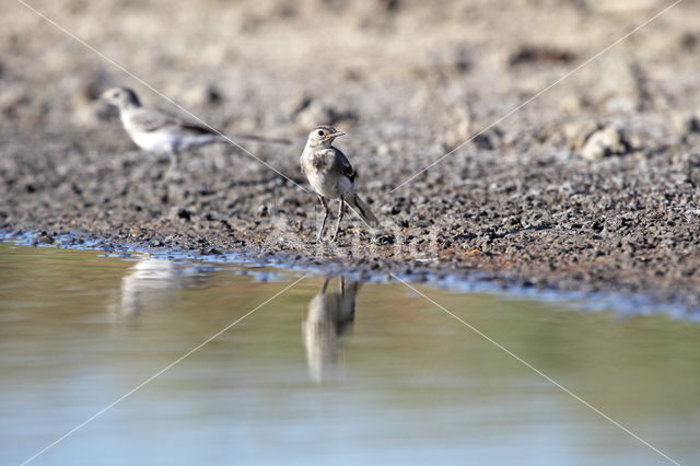 Witte Kwikstaart (Motacilla alba)