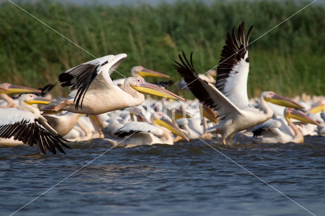 Roze Pelikaan (Pelecanus onocrotalus)