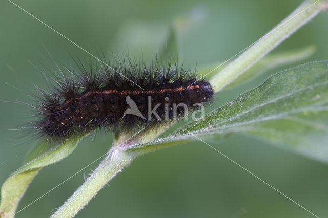 White Ermine (Spilosoma lubricipeda)