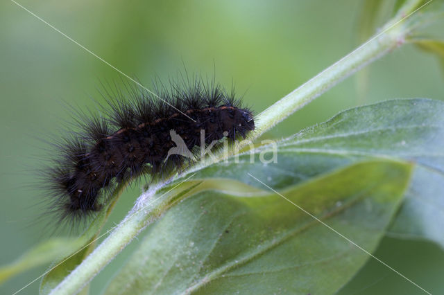 White Ermine (Spilosoma lubricipeda)